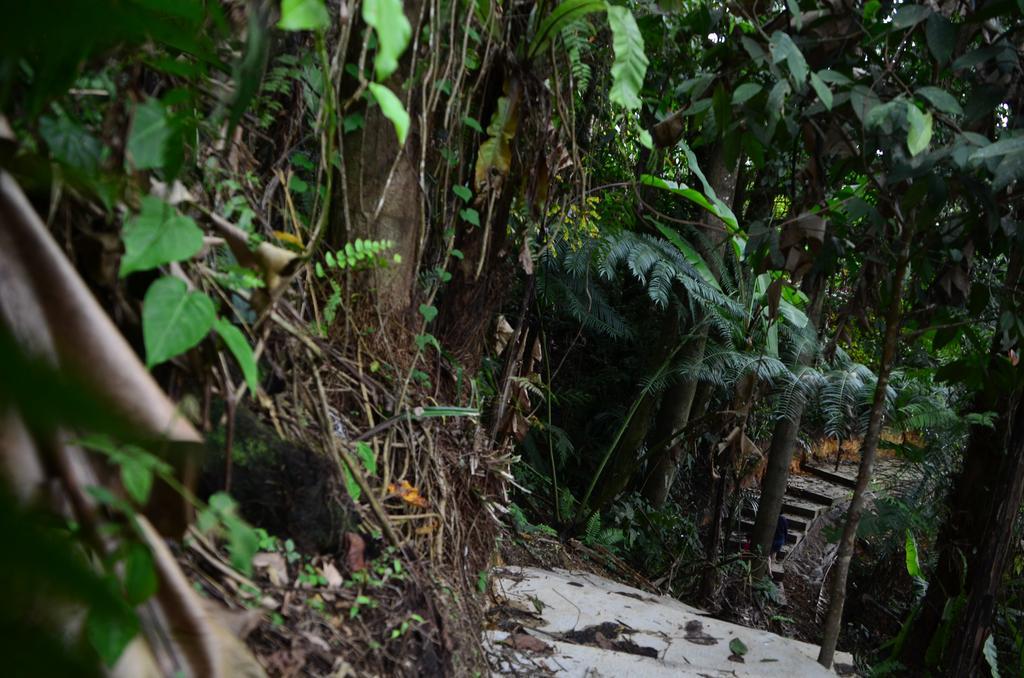 The Woodz Homestay Tanah Rata Exteriér fotografie